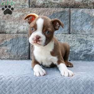 Sunny Little Sammy, Boston Terrier Puppy